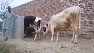 mating animals  -White Bull Mating, Humping And Breeding Virgin Heifer! in ou