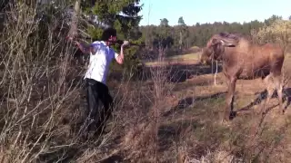 Лучшая защита от лося - нападение....