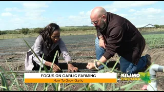 Kilimo na Biashara | Garlic farming