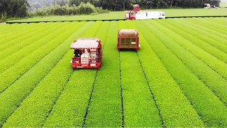 देखो जापान में खेती कैसे की जाती है | जापान मे चायपत्ती की खेती कैसे कि जाती है | Japanese Green Tea