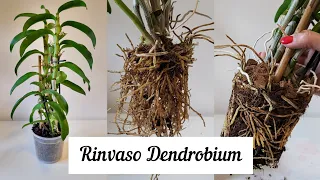 Tutorial rinvaso Dendrobium Nobile-Orchidea Bambù #dendrobium #dendrobiumnobile #orchidea