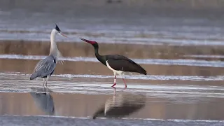 Čáp černý ,, Black Stork "