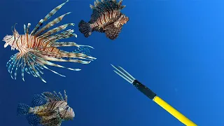 60 Pounds of Invasive Lionfish on One Dive