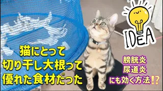 猫と切り干し大根。