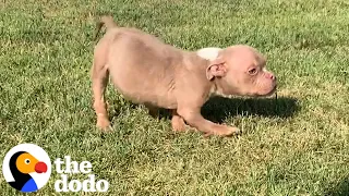 Boyfriend Surprises Girl With A Rambunctious Foster Puppy | The Dodo