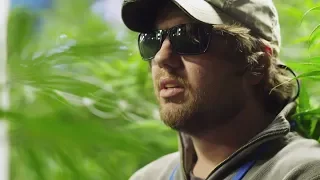 High Profits - Increasing Campaign Efforts | Marijuana Documentary | Reel Truth. Science