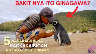 LUMALANGOY ang PENGUIN ng 8000 KM Kada Taon Para Makita Lang ang Taong Ito