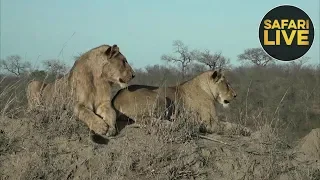 safariLIVE - Sunrise Safari - October 24, 2018