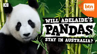Will Australia Get To Keep Its Pandas?