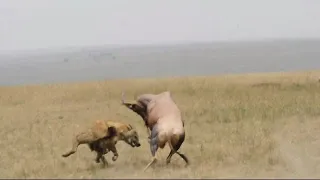 Hyena fights two antelopes to kill their calf