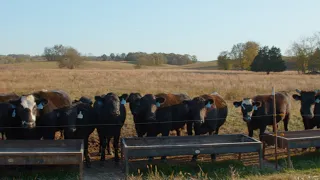 A visit to Wagyu Farms in Hartsville TN.