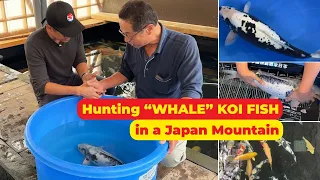 Hunting "WHALE" KOI FISH in a Japan Mountain at YAMANAKA OYA KOI FARM