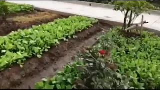 Огород во Вьетнаме 🌴🌱🌵🌿🍃🎋🍀🍌🍋🍅