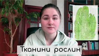 Типи тканин рослин