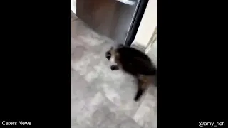 Raccoon running around corner