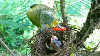 Baby Bird Gets a Taste of Spicy Red Chili! (11) – Dad Bulbul's Bizarre Refusal to Let Chick Eat E221