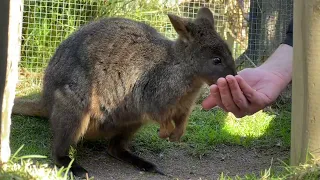 Trip cari Koala dan Kangaroo