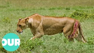 Warthog Almost Kills Pregnant Lion | Our World