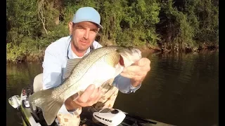 How to catch Bass in heavy cover with frogs - Zman Finesse Frogz