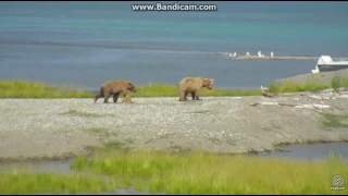 Bear 719 Princess playing with 402 subadult cubs Brooks falls katmai 2017 07 08 21 22 09 241