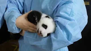 Les bébés panda ont ouvert les yeux !