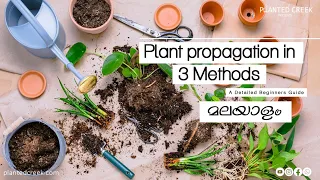 Plant Propagation in 3 Methods #plantedcreek #propagation #malayalam