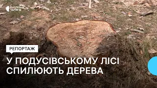 Близько 100 спиляних дерев виявили у Чернігові: що відомо