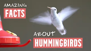 Amazing Facts About Hummingbirds - Includes Slow Motion Hummingbirds