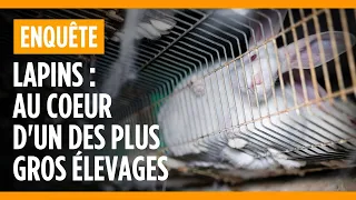 Enquête dans l'un des plus gros élevages de lapins