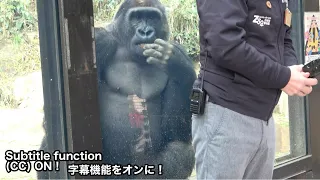 Gorilla Gentaro listening to the zoo director's talk at his side. Momotaro family