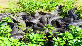 Wow Amazing Fishing! A Fisherman Catch Fish A Lot In Mud After Spill Dry Water Catfish By hand