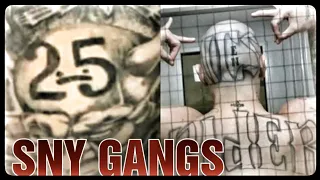 SNY GANGS THE MEANING AND DOWNFALLS