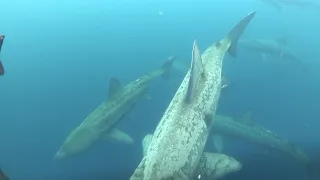 Basking Sharks 2
