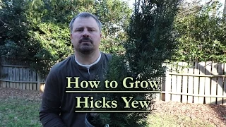 How to grow Hicks Yew (Upright Narrow Evergreen Conifer)