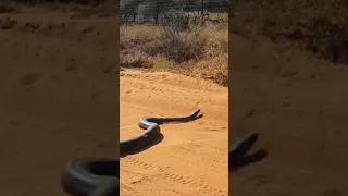 Huge Python seen in Lephalale 2022