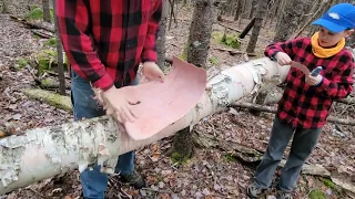 Harvesting Birch Bark