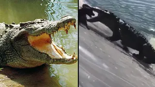 THE FULL VIDEO OF THE JAMAICAN DOG THAT WAS EATEN BY THE CROCODILE(GRAPHIC ⚠️IMAGE )