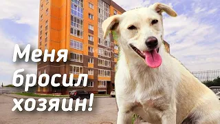 🔴Наигрались щенком 💔 собака поверила в счастье / но её жестоко предали / help save the dog