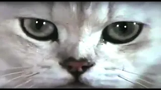 Year Of The Cat: A Supercut Of Cats In Films