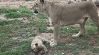 Lion Cubs at Werribee Zoo