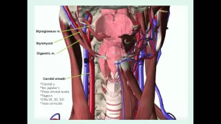 Oropharyngeal Abscesses - CRASH! Medical Review Series