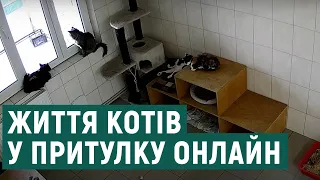 Харків'яни можуть спостерігати за котами з міського притулку онлайн