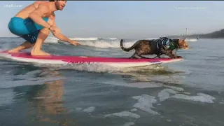 Meet Maverick the surfing cat