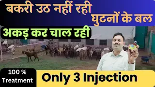 बकरी उठ नहीं रही 👉🏻 घुटनों के बल 👉🏻 अकड़ कर चाल रही 100 % Treatment/ goat lameness