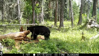 Медведь сломал толстое дерево