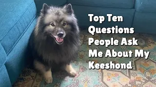Top Ten Questions People Ask Me About My Keeshond!