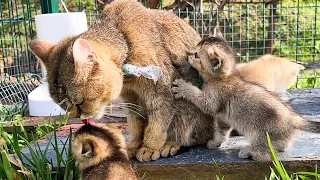 The kitten asks the mother cat to wash him like a brother. This is so cute.