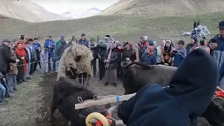 ГОДЕКАН Праздник первой борозды с.Дусрах Чародинский район РГВК ДАГЕСТАН