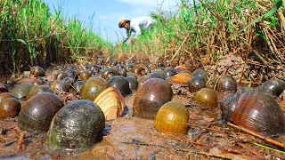 amazing fishing! a fisherman skill catch clams snails crab a lots in field by best hand the morning