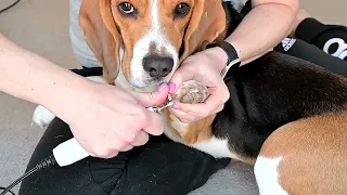 How to Trim Dog's Nails – beagle care